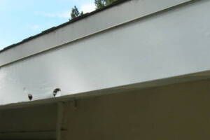 Carpentry Fascia Dryrot Renovation - Carpentry