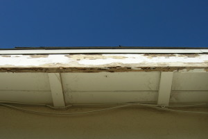 Carpentry Fascia Dryrot Renovation - Carpentry