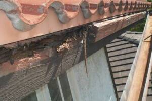 Carpentry Fascia Dryrot Repair - Carpentry