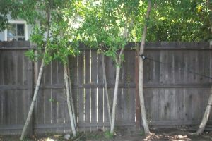 Carpentry Fence Post Repair - Carpentry