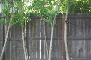 Carpentry Fence Post Repair - Carpentry