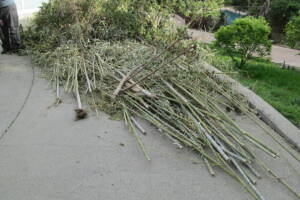 Hauling Yard Waste Bamboo Removal - Hauling