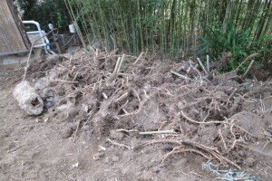 Hauling Yard Waste Bamboo Removal - Hauling