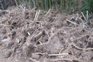 Hauling Yard Waste Bamboo Removal - Hauling