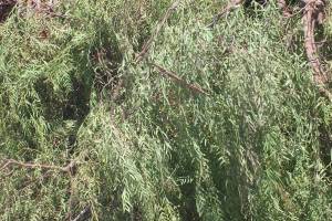 Hauling Yard Waste Overgrown Shrubs - Hauling