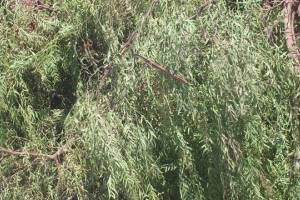 Hauling Yard Waste Overgrown Shrubs - Hauling