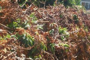 Hauling Yard Waste Overgrown Shrubs - Hauling