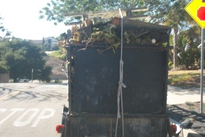 Hauling Yard Waste Overgrown Shrubs - Hauling