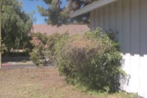 Landscaping Yard Brush Cleanup - Landscaping