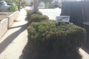 Landscaping Yard Overgrown Plant Cleanup - Landscaping