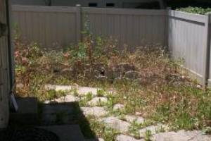 Landscaping Yard Weed Cleanup - Landscaping