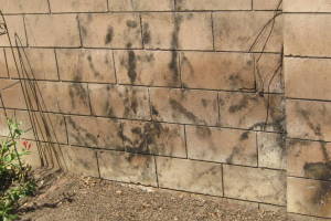 Landscaping Pressure Washing Concrete Wall - Landscaping