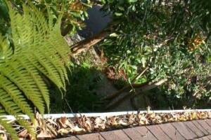 Landscaping Rain Gutter Cleaning Leaves - Landscaping