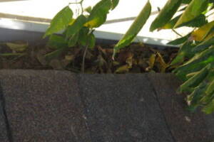 Landscaping Rain Gutter Tree Debris Cleaning - Landscaping