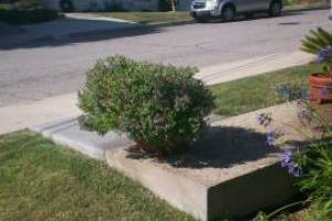 Landscaping Drip System Extension Repairs - Landscaping