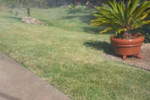 Landscaping Drip System Extension Repairs - Landscaping