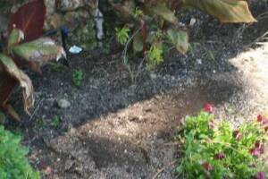 Landscaping Drip System Extension Repairs - Landscaping