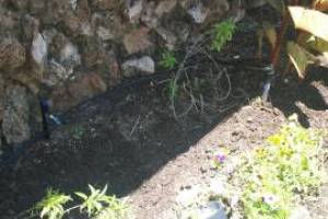 Landscaping Drip System Extension Repairs - Landscaping