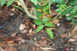 Landscaping Drip System Install Repairs - Landscaping