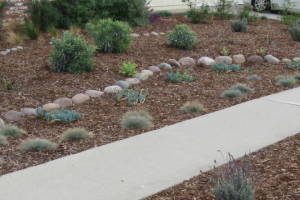 Landscaping Drip System Install Repairs - Landscaping
