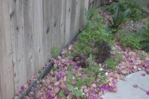 Landscaping Drip System Irrigation Install - Landscaping