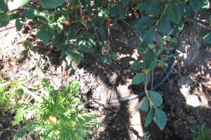 Landscaping Drip System Leak Repair - Landscaping