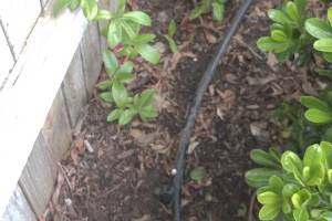 Landscaping Sprinkler Drip System Wiring Repair - Landscaping