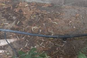 Landscaping Sprinkler Drip System Wiring Repair - Landscaping