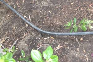 Landscaping Sprinkler Drip System Wiring Repair - Landscaping