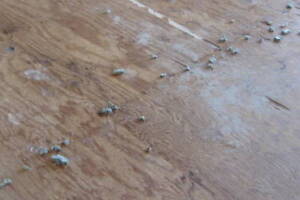 Repair Apartment Carpet Removal Stairs Paint - Repair