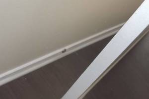 Repair Apartment Turnover Paint Caulking - Repair