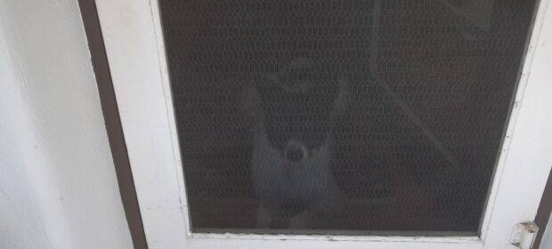 Screen door on front door, seen from the outside looking in. Behind the dark screen, you can faintly see a cute little dog being cute. It looks like a corgi.