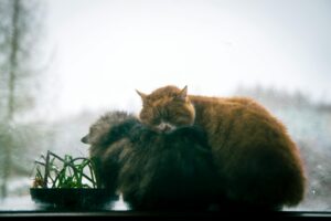 image of two cats keeping warm by a window in winter