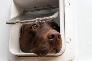 How to Install a Pet Door: A Step-by-Step Guide