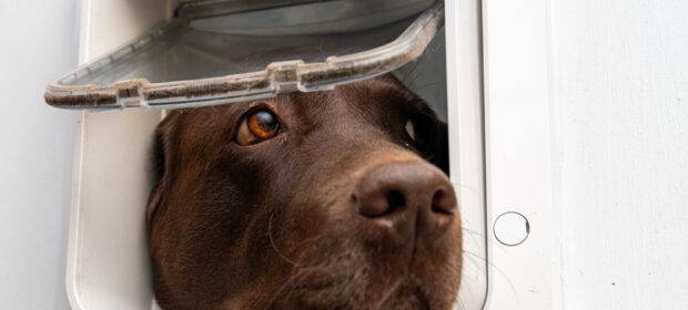 Image of a dog peeking out of a pet door that is too small for him.