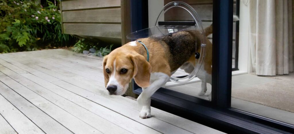 Image of a beagle dog walking through a circular pet door.